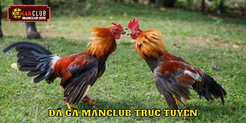 Đá gà trực tuyến là gì?